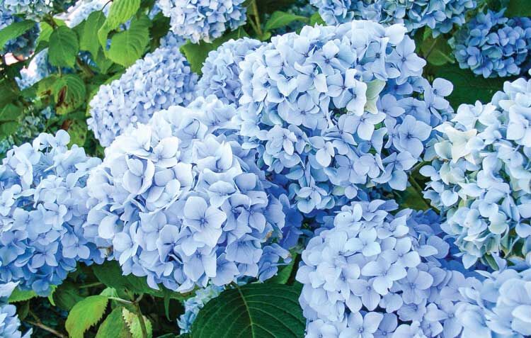 hydrangeas.jpg
